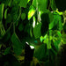 Spotlight Medusa LightsOn - Stenbolaget