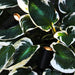 StartpaketLuna Black LightsOn - Stenbolaget